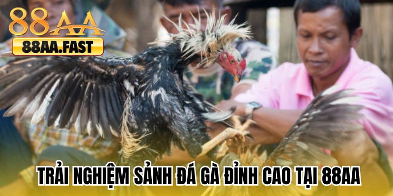 Trải nghiệm sảnh đá gà đỉnh cao tại 88AA 